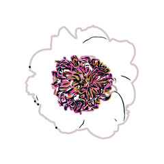 Color sketch of a shoe flower with transparent background