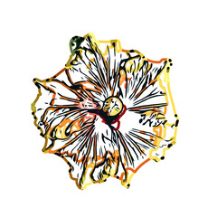 Color sketch of a shoe flower with transparent background