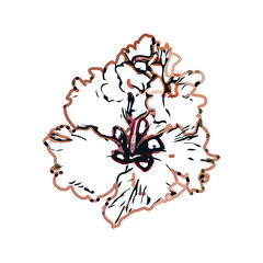 Color sketch of a shoe flower with transparent background