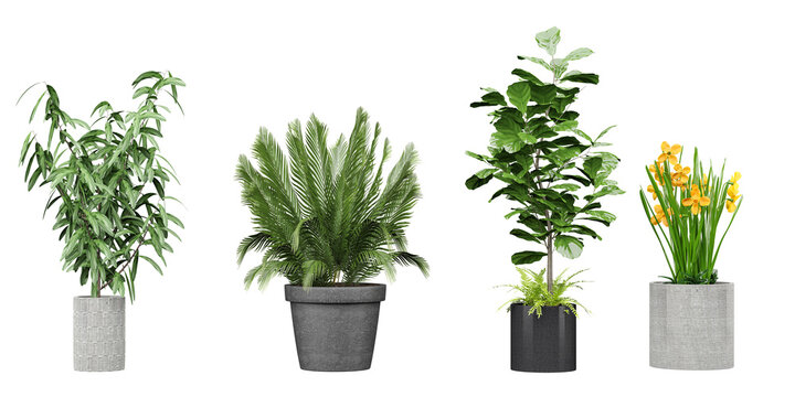Gorgeous Transparent background  Plant Images Plant Cut-Outs Isolated Greenery