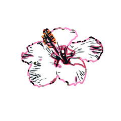 Color sketch of a shoe flower with transparent background