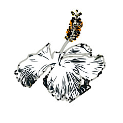 Color sketch of a shoe flower with transparent background