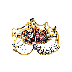 Color sketch of a shoe flower with transparent background