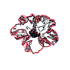 Color sketch of a shoe flower with transparent background