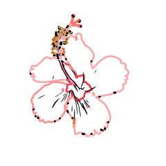 Color sketch of a shoe flower with transparent background