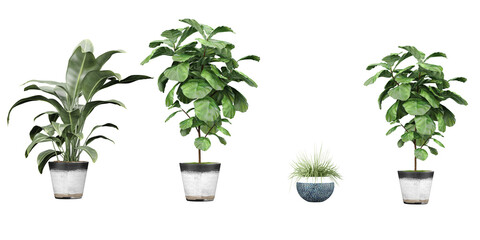 Leafy Green Monstera Collection, Trendy and Tropical