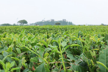 green tea field