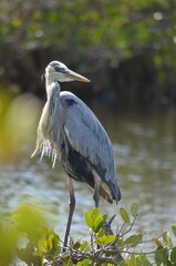 Great blue heron standing by a lake at Merritt Wildlife Refuge