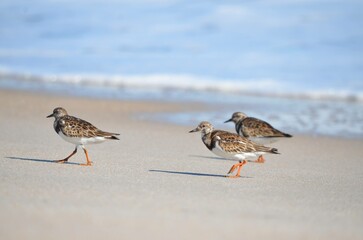 Ruddy turnstone sandpiper shore bird flock with non-breeding plumage on the beach 