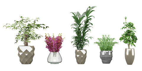 Transparent Botanical Illustrations, Nature's Beauty Without Backgrounds