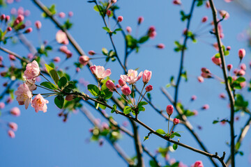 pink flowers in the garden