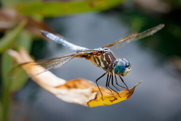close up of dragonfly