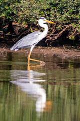 Grey Heron in Kruger National Park