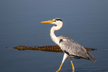 Grey Heron in Kruger National Park