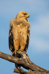 Wahlberg's eagle (Bruinarend) in Kruger National Park