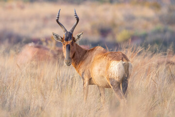 Red hartebeest (Rooihartbees) in Emzelo Nature Reserve