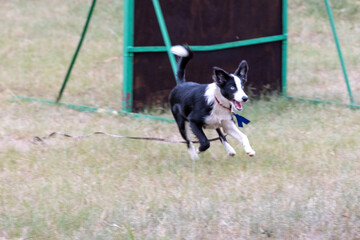 Border Collie playing
