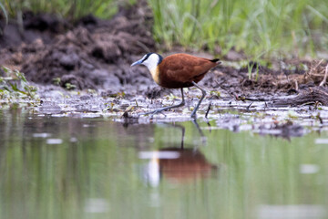 African Jacana in Kruger National Park

