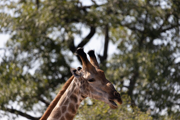 Tall Giraffe in the bush in Kruger National Park