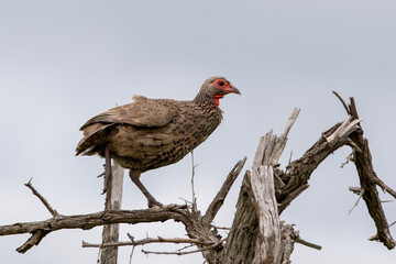 Swainson’s Spurfowl in Kruger National Park