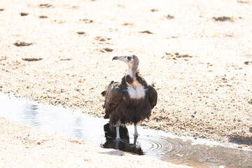 Hooded Vulture in Kruger National Park
