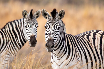 Zebra in Kruger National Park
