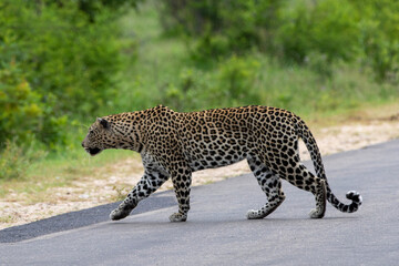 Leopard in Kruger National Park