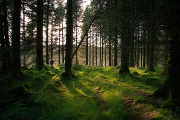 Person walking through a sun lit woods, warm light through the trees illuminating the green mossy woodland floor.