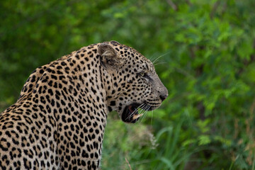 Leopard in Kruger National Park