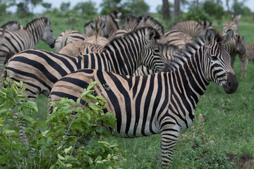 Fototapeta na wymiar Zebra in Kruger National Park 