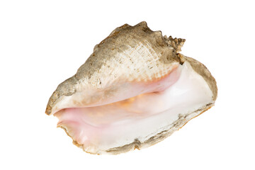 Big sea shell, conch, isolated on white background