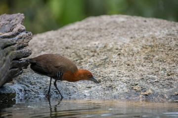 red winged blackbird. red tailed hawk. red winged blackbird
