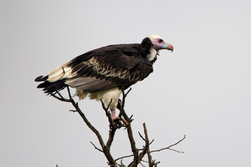 White-headed Vulture in Kruger National Park