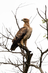 Wahlberg's eagle (Bruinarend) in Kruger National Park