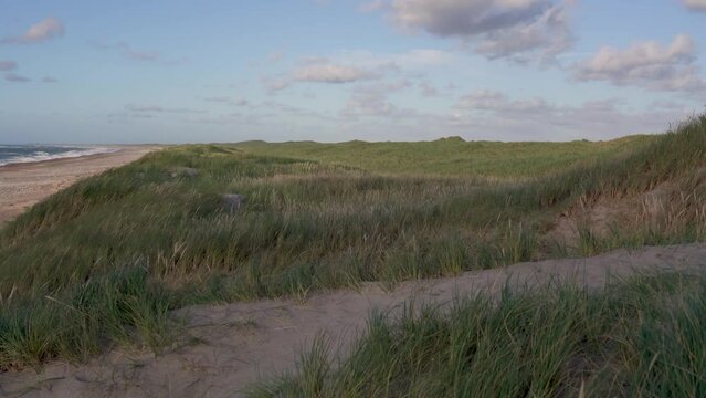 Beautiful shot of grass moving in the wind in Thy national park, Denmark
