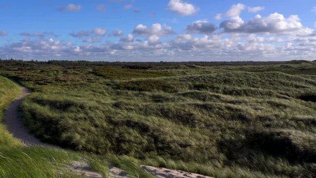 Field with grass on a windy day at Thy National Park in Denmark