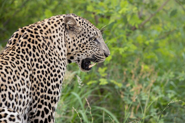 Leopard in Kruger National Park