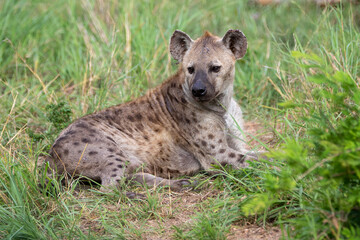 Spotted Hyena in the Kruger National Park