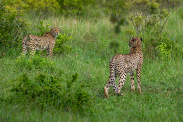 Cheetah in Kruger National Park (Acinonyx jubatus)
