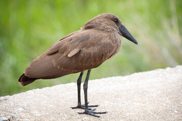 Hamerkop in Kruger National Park
