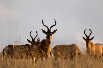 Red hartebeest (Rooihartbees) in Ezemvelo Nature Reserve 