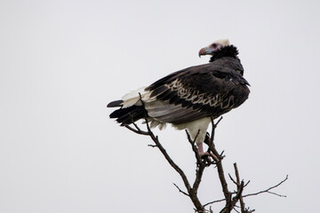 White-headed Vulture in Kruger National Park