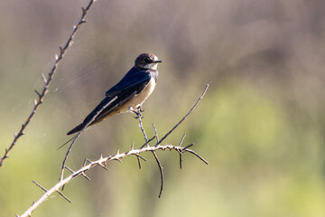 Juvenile Barn Swallow in Kruger National Park