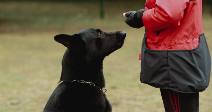 Black East European Shepherd (VEO) Dog Walks Beside Owner During Obedience Training. Obedience And Execution Of Commands, Orders By Owner. Dog Training. Autumn Season. Reward For Obedience.