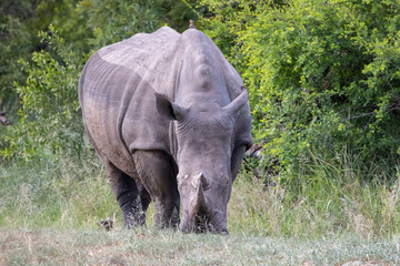 Rhinoceros in Kruger National Park