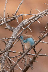 Blue waxbill (Blousysie) in Mapungubwe National Park