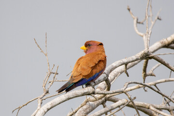 Broad-billed Roller in Kruger National Park