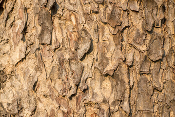 texture old tree bark of a tree