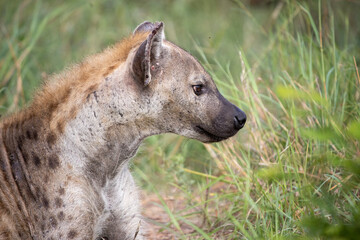 Obraz premium Spotted Hyena in the Kruger National Park 