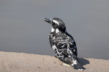 Pied Kingfisher in Kruger National Park